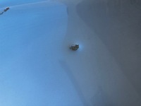 фото thumb №12, Skoda octavia iii капот крышка двигателя 5e0