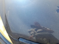 фото thumb №6, Peugeot 307 капот крышка двигателя eged