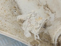 фото thumb №12, Порог градус левый man tgx белый евро 5