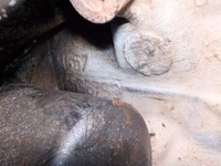 фото thumb №10, Двигатель fiat punto 1.2 16v