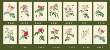 Гравюры уникальные розы, 1817 г., А4, 14 рисунков.