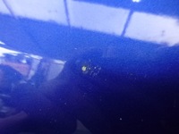 фото thumb №5, Mazda 6 gh 08-12 дверь передние правое перед 34j