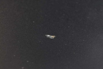 фото thumb №6, Двері праві перед передні nh-737m honda civic 8 viii sedan 07-12