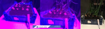 GROW LED лампа для выращивания растений 22Вт 120LED IP65 PL