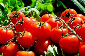 NAWÓZ AZOTOWY CANWIL Z MAGNEZEM 25KG Saletrzak