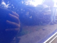 фото thumb №8, Skoda superb i двері праві зад задні праві lf5f