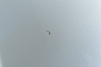 Bmw x5 g05 f95 x6 g06 f96 капот крышка демонтаж оригинальная цвет a96 Киев, фото thumb