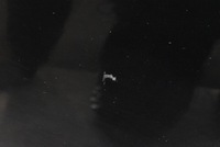 фото thumb №10, Двері ліві зад задні чорні citroen c-elysee 2 ii 12-17