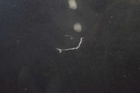 фото thumb №8, Капот кришка двигуна czarna volvo v50 04-12