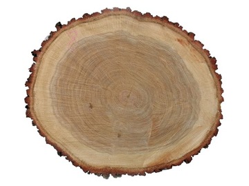 Plaster DĘBOWY dąb średnica 45 cm