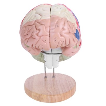 1:2 MÓZGU MODEL LUDZKIEGO ANATOMICZN