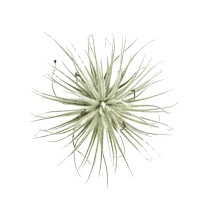 Tillandsia tectorum var. snow Оплетенная тилландсия Снег Живое растение