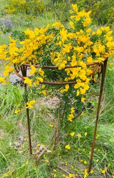 Stylowa Podpora do roślin krzewów roślin kwiat PERGOLA 40 80cm półokrągła