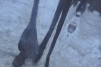 фото thumb №7, Mercedes slk w170 r170 капот кришка відсік двигуна