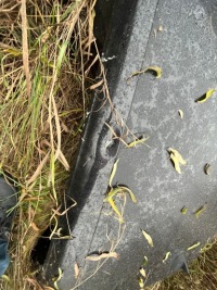 фото thumb №3, Renault clio v - крыша