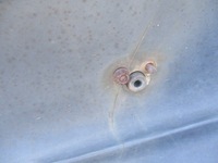 фото thumb №11, Chrysler voyager iii 95-00 бампер перед передній