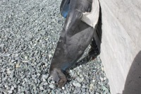 фото thumb №3, Подкрылок правый задняя rifter partner berlingo iv # 573