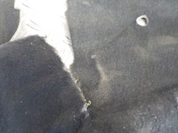 фото thumb №5, Volvo xc60 ii коврик обшивка pod туннель средний