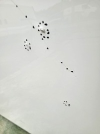 фото thumb №6, Капот mercedes eqc 2019-23