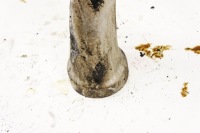 фото thumb №3, Ir455 bentley flying spur i труба повітрозабірник 3w0129654g