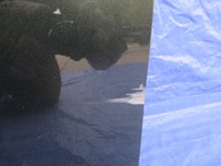 фото thumb №12, Lexus rx 450h дверь передние правое перед