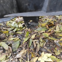 фото thumb №13, Бампер переднє перед seat leon i toledo ii