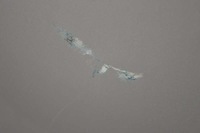 фото thumb №6, Капот крышка двигателя audi a6 c6