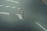 фото thumb №6, Крила правий перед mazda 5 33y