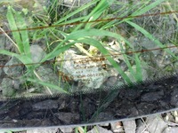 фото thumb №9, Chrysler sebring 09r стекло задняя задняя крышки mopar