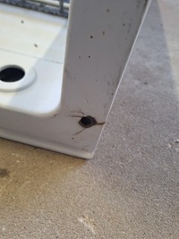 фото thumb №6, Підніжка ліва lub права renault magnum dxi