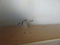 фото thumb №9, Дверь левый перед hyundai h1 2007-