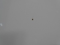 фото thumb №13, Капот крышка двигателя хром seat alhambra i lift fl 2000-2010 la9b