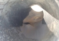 фото thumb №2, Труба вихлопна каталізатора daf xf 106 6x2