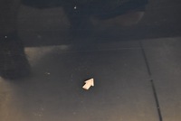 фото thumb №10, Двері ліва перед передні bmw x3 e83 04r