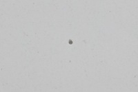 Капот кришка двигуна pbcw tesla model s 12-20 Київ, фото thumb