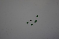 фото thumb №8, Двері праве задні зсувні frozen white transit courier