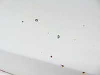 фото thumb №11, Дверь правое правый перед передние audi tt 8j цвет ly9c