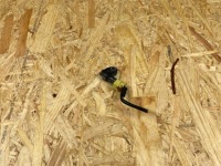 фото thumb №8, Датчик удара ударный штекер vw skoda seat audi 2q0959659