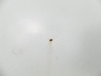 фото thumb №10, Дверь перед правое iveco daily iv 06-11