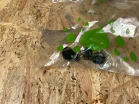 фото thumb №10, Шумоизоляция капот крышки двигателя клипсы bmw x5 g05 x6 g06 7214634