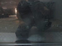 фото thumb №5, Двері правий перед opel zafira b z20r