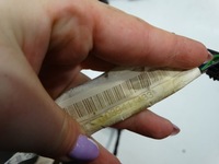 фото thumb №12, Жгут дверь правый перед volkswagen polo 6r 18646r1121dka