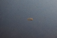 фото thumb №7, Крыло левый перед передний la5r seat ibiza 4 iv 6j 12-15