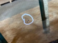 фото thumb №7, Outlander iii стекло перед передняя камера подогрев