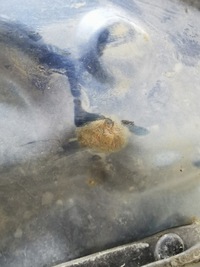 фото thumb №9, Ford ranger 06/09 капот кришка кришка багажника перед шумоізоляція