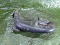 фото thumb №1, Труба воздухозаборник резонатор воздуха mazda tribute 2.0