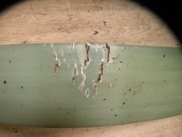 фото thumb №7, Volvo 960 ii s90 v90 94-98 2.5 3.0 рессора задний