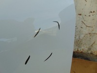 фото thumb №9, Крыло левый перед audi a3 8y 8y0821091