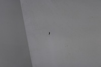 фото thumb №5, Citroen jumpy expert scudo ii 07r- двері праве задні правий задня ewp ewpa