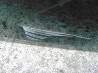 фото thumb №9, Дверь правый задняя mercedes glk w204 lift